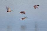Ducks In Flight_09466